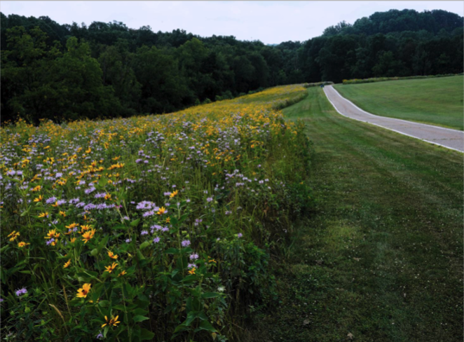 Wild flowering meadow weeds along a country road
